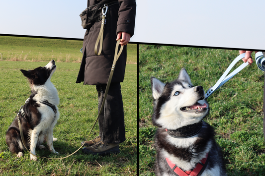 A collage showing: Left: A focused Border Collie sitting in a field on a loose, "J-curve" olive green BioThane long line. Right: Close-up of a blue BioThane traffic handle attached to a Husky with blue eyes.
