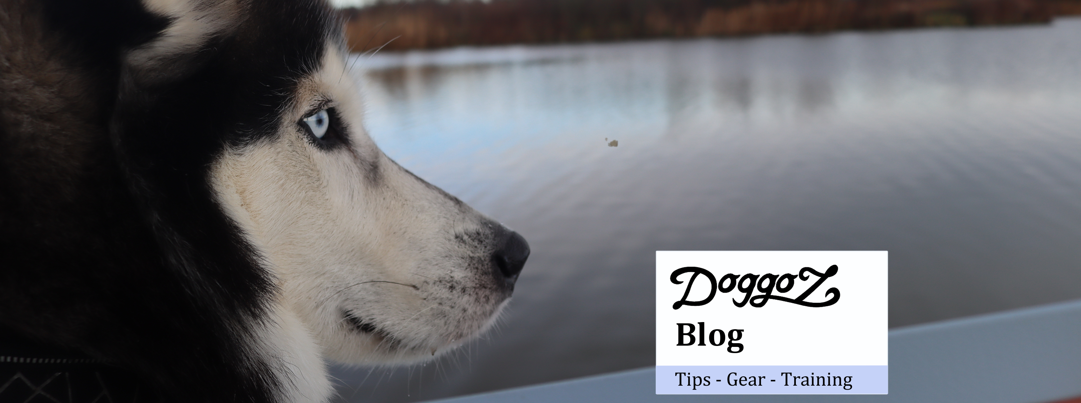 A wide banner featuring a profile view of a Husky with a blue eye looking over a lake, with a white text box that reads 'DoggoZ Blog: Tips - Gear - Training'.