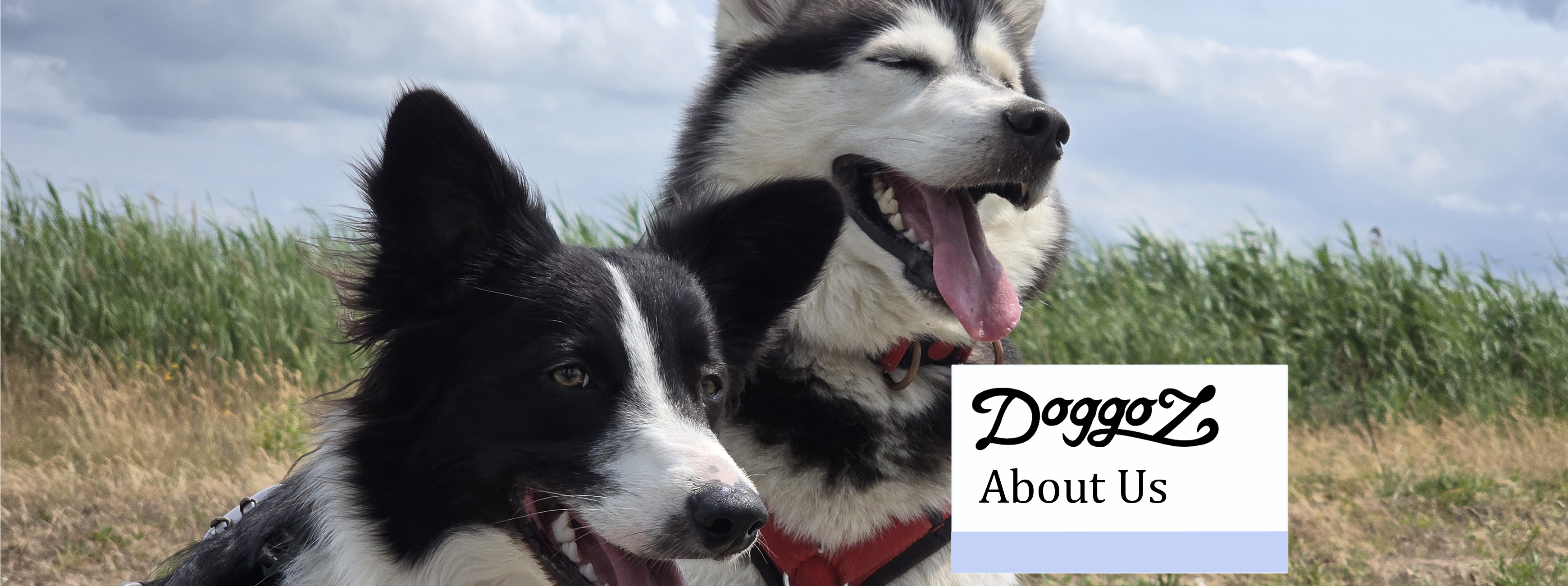 A wide banner featuring a Border Collie and a Husky side-by-side in a grassy field, with a white text box that reads 'DoggoZ About Us'.
