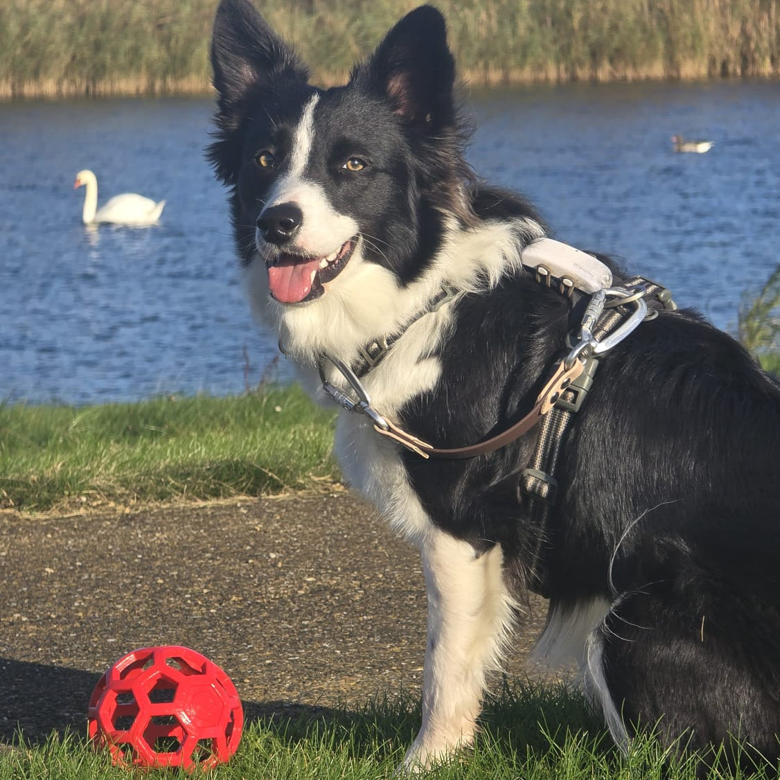 A black and white Border Collie sitting in the grass, wearing a harness and collar connected by a DoggoZ BioThane Safety Strap SAFE. The action shot shows the secondary security connection with a locking carabiner, providing extra safety during outdoor adventures. A red dog ball and a lake with a swan are visible in the background. Safety leash. Duo leash.